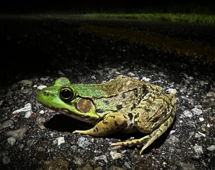 Green Frog